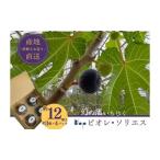 いちご ビオレ ソリエス 約12個入り