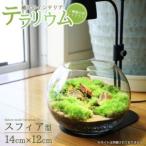 fu.... налог террариум 14cm sphere ( мох 1 вид ) новый мох lium мох террариум интерьер зеленый декоративное растение смешанные товары Niigata префектура .. город террариум специализация si.. Niigata префектура .. город 