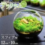fu.... налог террариум 12cm sphere ( мох 1 вид ) новый мох lium мох террариум интерьер зеленый декоративное растение смешанные товары Niigata префектура .. город террариум специализация si.. Niigata префектура .. город 