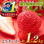 栃木のこでらんないイチゴ とちあいか 約1.2kg