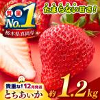 栃木のこでらんないイチゴ とちあいか 約1.2kg