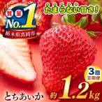 栃木のこでらんないイチゴ とちあいか 約1.2kg