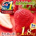 栃木のこでらんないイチゴ とちあいか 約1.8kg