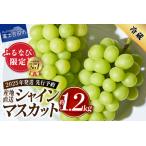 ふるさと納税 【 ふるなび限定 】 2024年発送 先行予約 高級 山梨県産 シャインマスカット 2房 （約1.2kg） 数量限定 FN-Limited シャインマ.. 山梨県富士吉田市