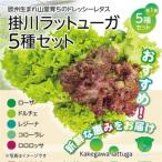 fu.... налог [5 вид ×1 АО комплект ].. вода .... предубеждение leaf lettuce [. река lato.-ga][ рассылка не возможно регион : отдаленный остров * Hokkaido * Okinawa префектура * Сикоку * 9.. Shizuoka префектура . река город 