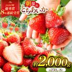 2月~ 分 朝採れいちご とちあいか 2,000g