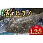 船上活〆ヒラメ 約1.2kg