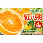 はっさく 紅八朔 約4kg