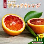 希少柑橘 ご ブラッドオレンジ サイズ混合