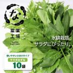 ふるさと納税 サラダみずな サラダセット | 水菜 水耕 栽培 新鮮 葉物 野菜 ドレッシング 南国市 高知県南国市
