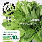 ふるさと納税 2種セット サラダほうれん草 みずな サラダセット | 水菜 ほうれんそう 水耕 栽培 新鮮 葉物 野菜 ドレッシング 南国市 高知県南国市