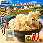 コシヒカリ 特別栽培米 玄米 10kg