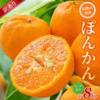 森本農園の手選別 ポンカン 約8kg