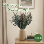 フレッシュ グニユーカリ 約30cm 約50本