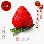 完熟いちご とちあいか 1040g