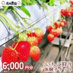 いちご狩り体験チケット 6,000円分