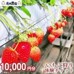 いちご狩り体験チケット 10,000円分