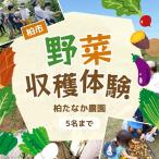 収穫体験 農産物 旬の野菜