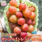 サンシャインレッド 500g以上