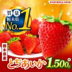 いちご とちあいか 厳選 1.5kg以上