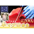 長門産養殖 本マグロ 赤身柵 200g【マグロ