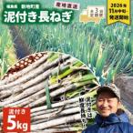 泥付き長ネギ 約5kg