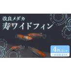 753 改良メダカ 寿ワイドフィン ことぶきワイドフィン