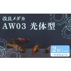 754 改良メダカ AW03 光体型 1ペア 2匹