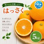 紅 はっさく 5kg
