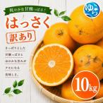 紅 はっさく サイズおまかせ 10kg