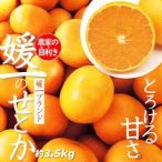 愛媛の高級柑橘の代名詞 せとか 約3.5kg入