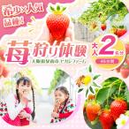 体験チケット 希少いちご ほしうらら を摘みに行こう