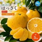 和歌山 はっさく 約3kg