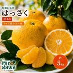 和歌山 はっさく 約5kg