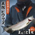 ビワマス 天然 琵琶湖の宝石 活〆 急速冷凍
