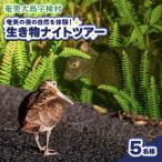 生き物ナイトツアー 5名様