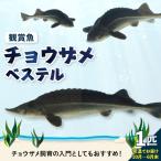 チョウザメ観賞魚 生体 ベステル ku183-004-r