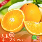 みかん 森本農園 大玉 ネーブルオレンジ 約7kg