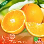 みかん 森本農園 大玉ネーブルオレンジ 約9kg