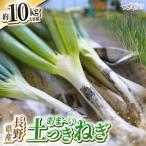 土付き ネギ 約10kg