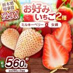 白いちごミルキーベリー×伝統の女峰 食べ比べセット 560g