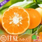 みかん 甘夏みかん 約2kg
