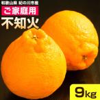 ご 不知火 約9kg