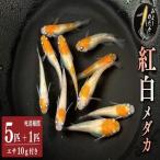 紅白 めだか 5匹
