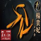 楊貴妃 めだか 7匹
