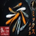 ミックス めだか 9匹
