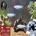 幹之 めだか 7匹