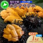 ムラサキウニ 訳あり 1kg