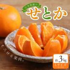 せとか 石本農園のハウスせとか 約3kg
