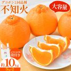 不知火 10kg